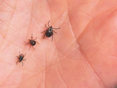 Tick Safety Guide